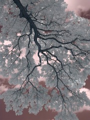 tree branch
